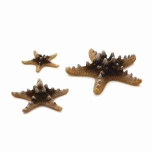 biOrb dekorace Hvězdice mořsk&eacute; př&iacute;rodn&iacute;
