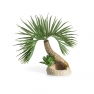 biOrb palma Seychely, malá 
